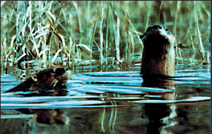 One way or the otter.